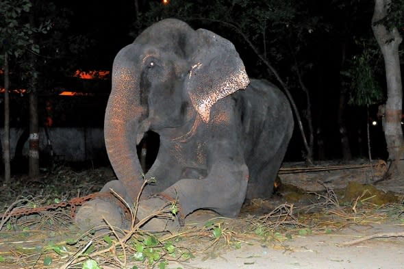 Elephant weeps as it's rescued from 50 yeas of torture