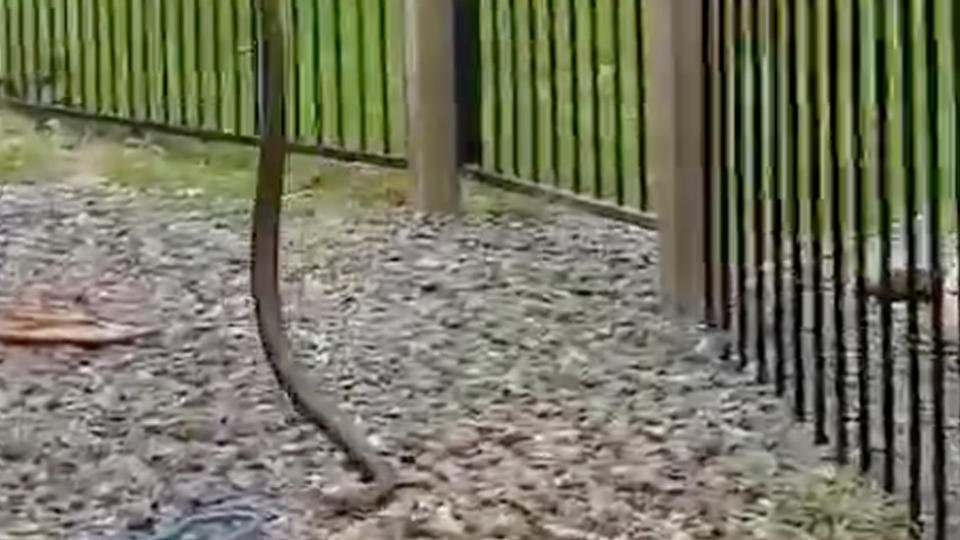 The eastern brown snake had been swimming in the backyard pool of the Nambour home. Image: Facebook/The Snake Catcher 24/7 – Sunshine Coast