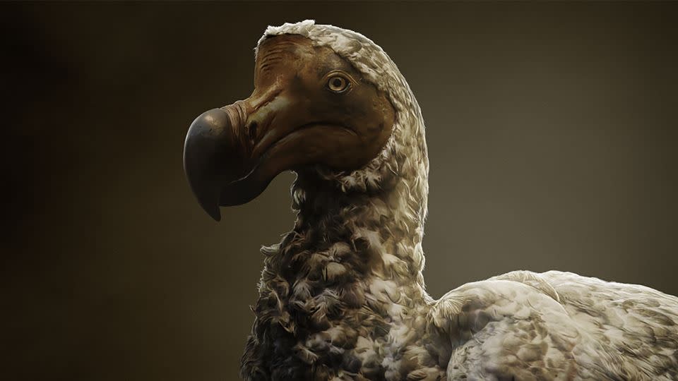 An illustration of a dodo, created by Colossal Biosciences. - courtesy Colossal Biosciences