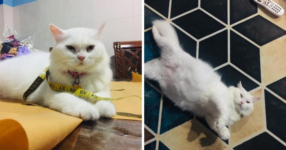 Nur Hamizah and her husband took care of the stray cat by feeding her, bathing her, and taking her to the vet. (Photos courtesy of Nur Hamizah Had/Facebook)