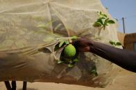 The Wider Image: Senegalese plant circular gardens in Green Wall defence against desert