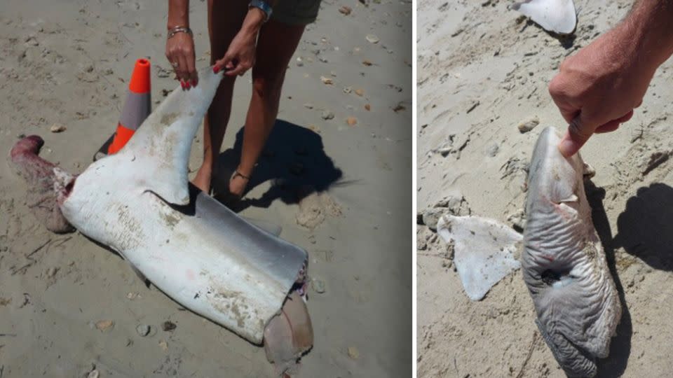 It's thought the sharks were dumped by fishers in an attempt to attract larger sharks. Source: WA Fisheries