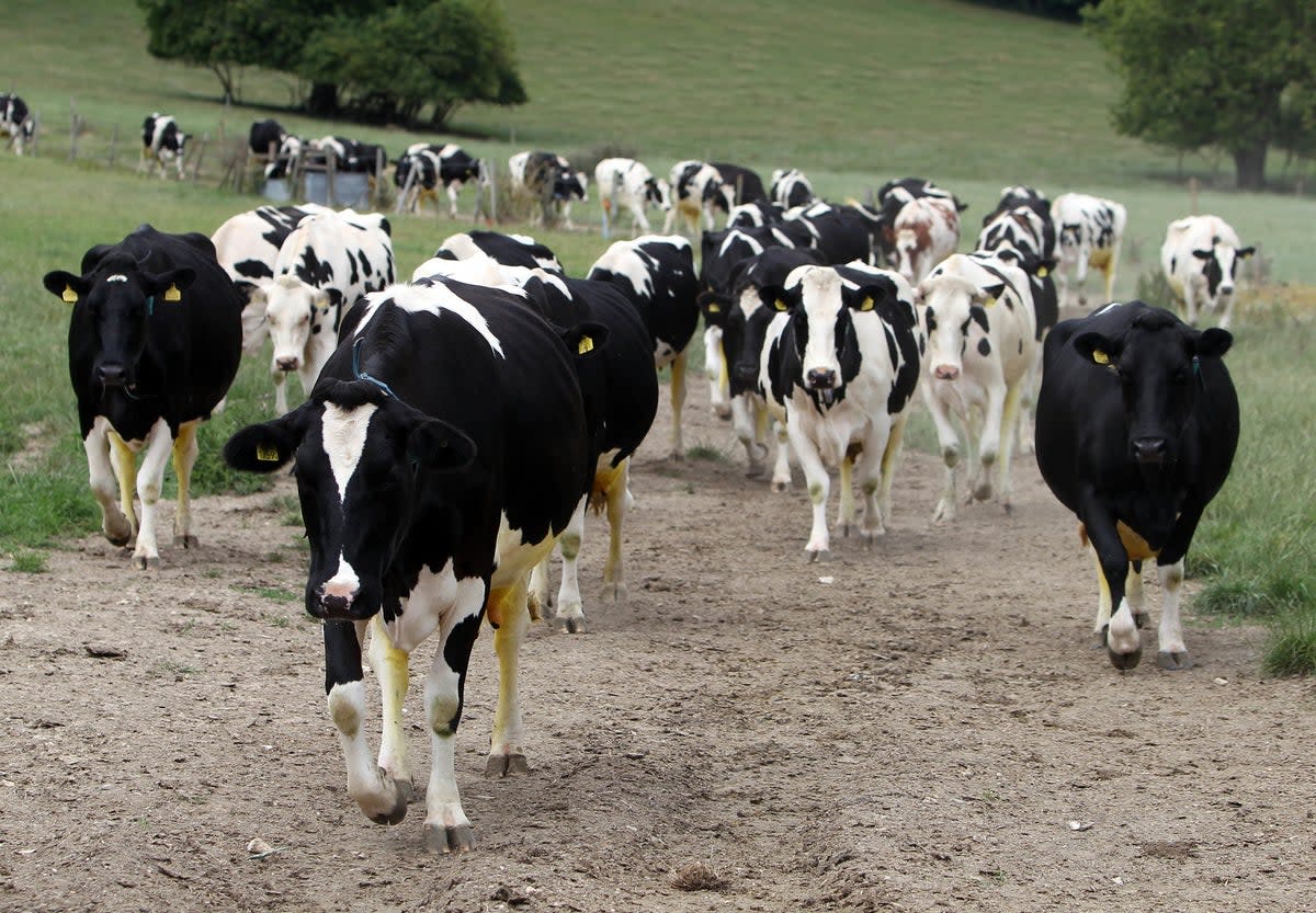 A woman was trampled to death by a herd of stampeding cows while farmland in Wales (Stock picture)  (PA)