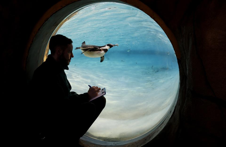 A penguin swims past as a keeper counts the birds during a stock take at London Zoo, Thursday, Jan. 2, 2014. Home to more than 850 different species, zoo keepers welcomed in the New Year armed with clipboards as they made a note of every single animal. The compulsory annual count is required as part of ZSL London Zoo’s zoo license, and every creature, from the tiny leaf cutter ants to the huge silverback gorillas is duly noted and accounted for. (AP Photo/Kirsty Wigglesworth)