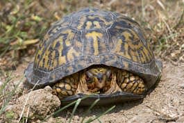 An eastern box turtle peeks out of its shell.