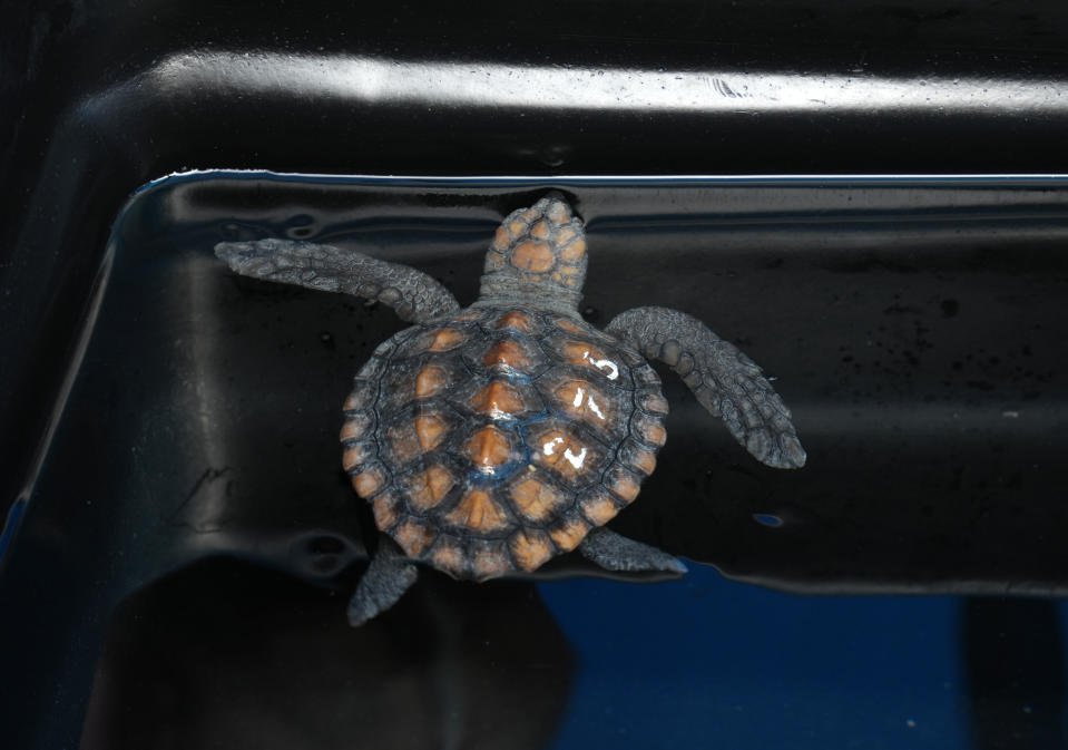 A turtle hatchling at the Turtle Conservation Centre at the Two Oceans Aquarium in Cape Town, South Africa, Tuesday, April 23, 2024. The aquarium is stretched beyond capacity after more than 500 baby sea turtles were washed onto beaches by a rare and powerful storm and rescued by members of the public. (AP Photo/Nardus Engelbrecht)