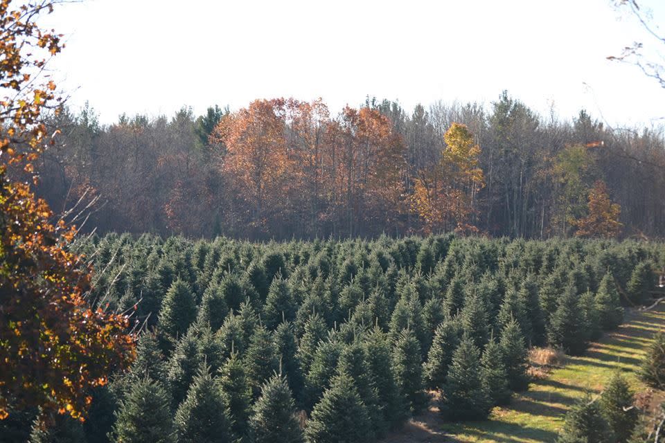Michigan: Tall Timbers Tree Farm, Hartford