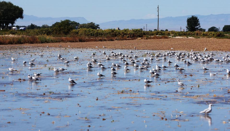 Birds gather in the water of a flooded alfalfa farm as the Millard County Farm Bureau hosts a tour of alfalfa farms, water improvements and a dairy to showcase local agriculture in Delta on Wednesday, Sept. 6, 2023. | Jeffrey D. Allred, Deseret News