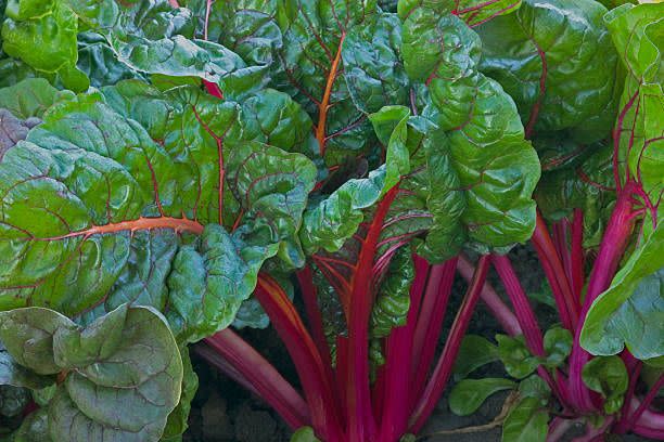 3) Swiss Chard