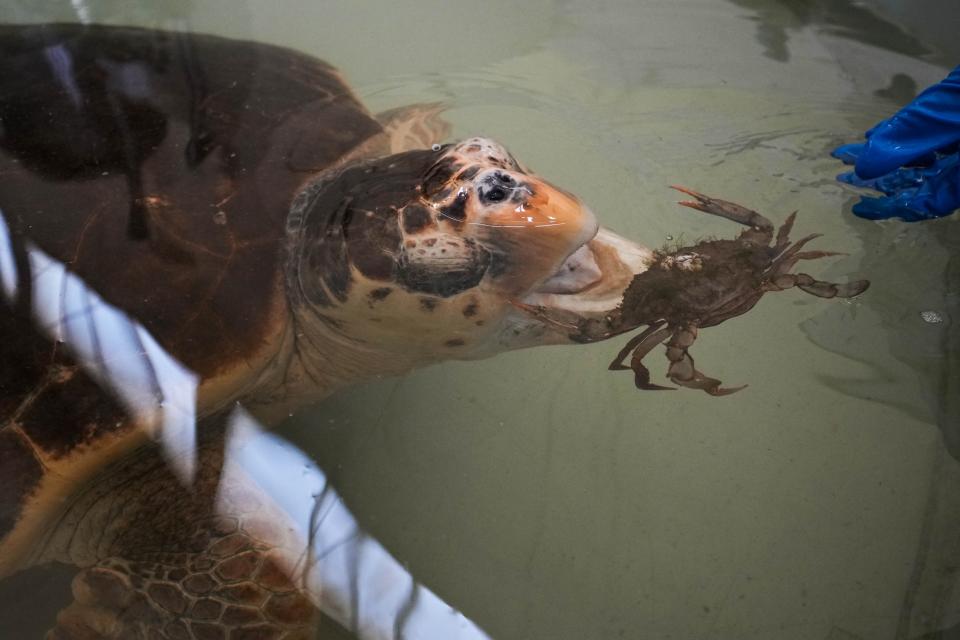 A sea turtle named Kim Kardashian eats a blue crab inside a tank at CESTHA, the Experimental Center for the Protection of Habitats, inside a former fish market in Marina di Ravenna, on the Adriatic Sea, Italy, Saturday, June 8, 2024. (AP Photo/Luca Bruno)