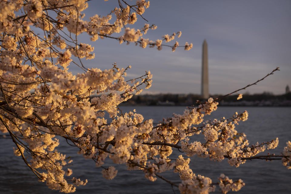 The Washington Monument is seen from the Tidal Basin behind cherry blossoms, which enter their peak bloom this week in Washington, Monday, March 18, 2024. (AP Photo/Mark Schiefelbein)