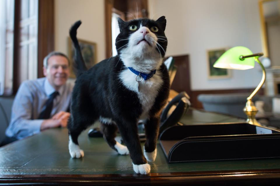 Chief mouser' Palmerston, a rescue cat recruited from Battersea Dogs and Cats Home explores his new surroundings in Permanent Under Secretary, Simon McDonald's office in the Foreign and Commonwealth Office in London.