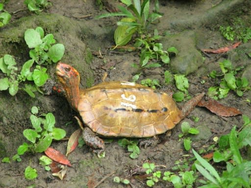 Okinawa Zoo and Museum released photos of the types of stolen turtle including the rare Ryukyu leaf species