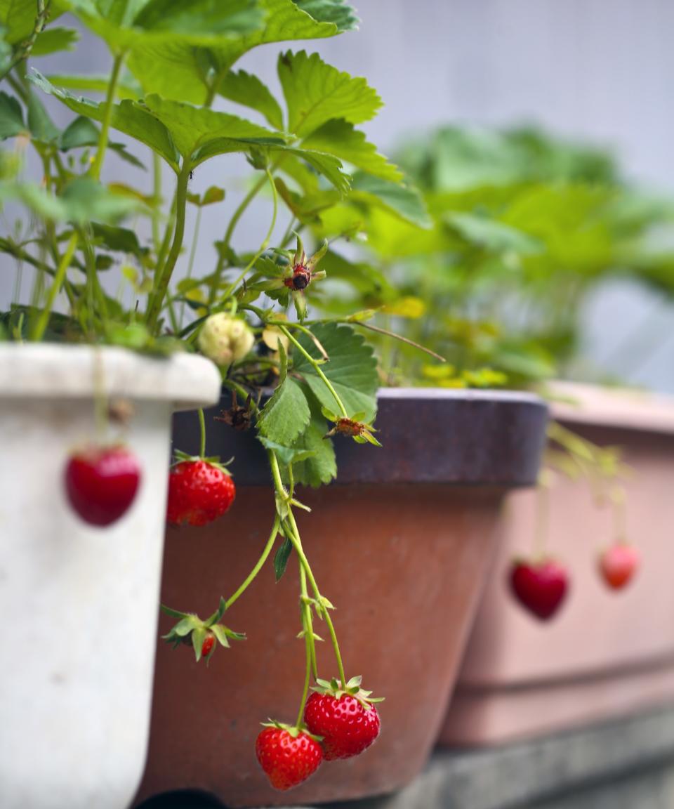 Strawberry plants growing in a variety of containers