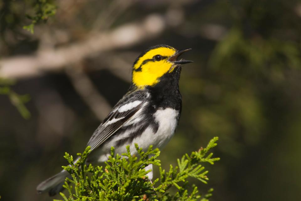 The endangered golden-cheeked warbler primarily nests among Ashe junipers in the Austin area and within the Balcones Canyonlands Preserve.