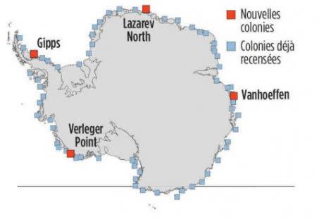 colonies manchots