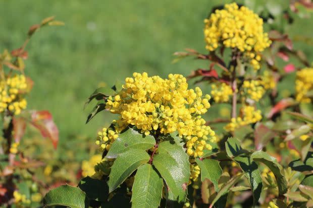 Oregon grape, the Oregon state flower<p><a href="https://unsplash.com/photos/3r33jque0FQ" rel="nofollow noopener" target="_blank" data-ylk="slk:Marina Yalanska via UnSplash;elm:context_link;itc:0;sec:content-canvas" class="link ">Marina Yalanska via UnSplash</a></p>