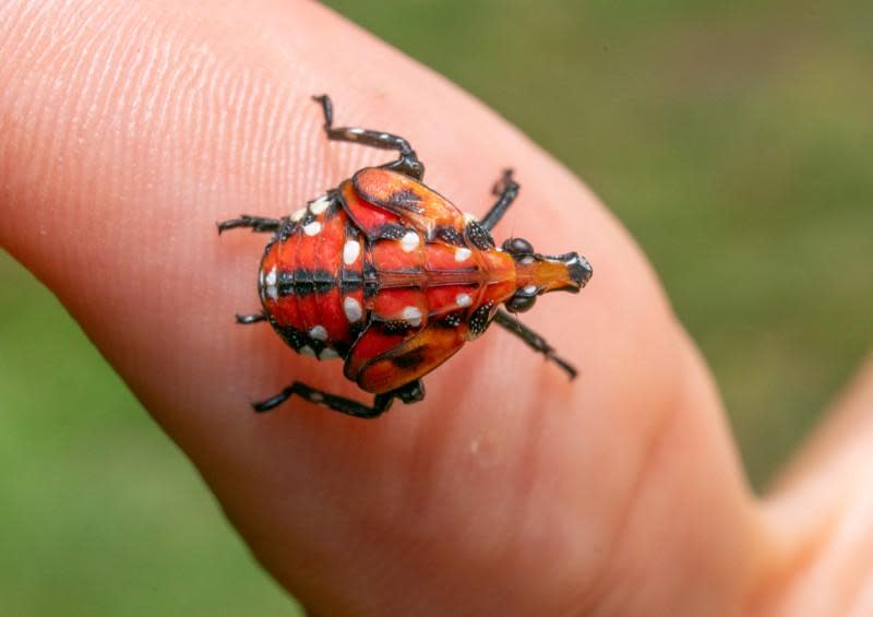 A later stage nymph of the spotted lanternfly, typically seen in June and July, according to the Maryland Home and Garden Information Center.