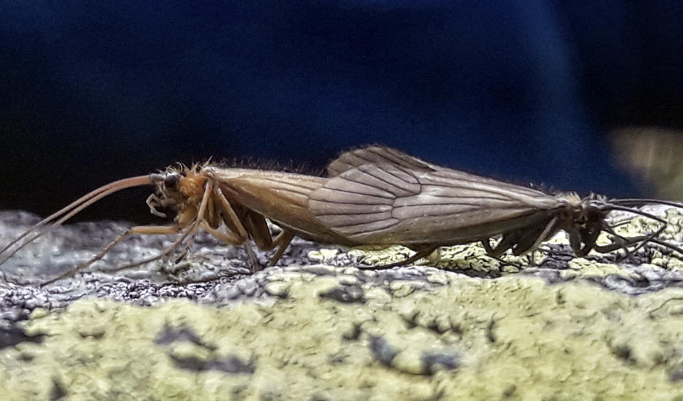 In this handout photo provided by Halil Ibrahimi, insects named Potamophylax coronavirus are mating on Oct. 24, 2020. Restrictions during the coronavirus pandemic helped Kosovar biologist Ibrahimi sit down and complete his research, naming a new insect after the virus and raised public awareness against pollution of river basins. (Halil Ibrahimi via AP)