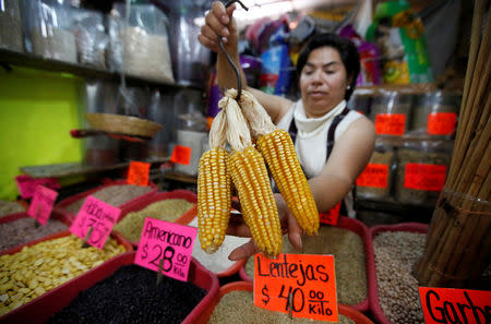 FILE PHOTO: A vendor shows corn cobs at a market in Mexico City, Mexico May 19, 2017. REUTERS/Henry Romero/File Photo