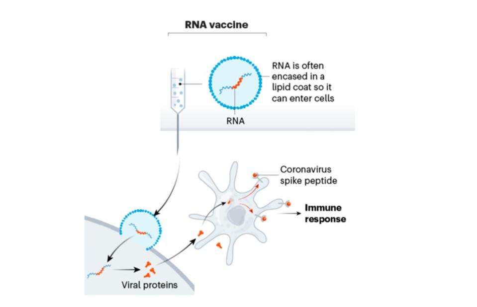 Infografía del funcionamiento de una vacuna ARNm frente al Coronavirus