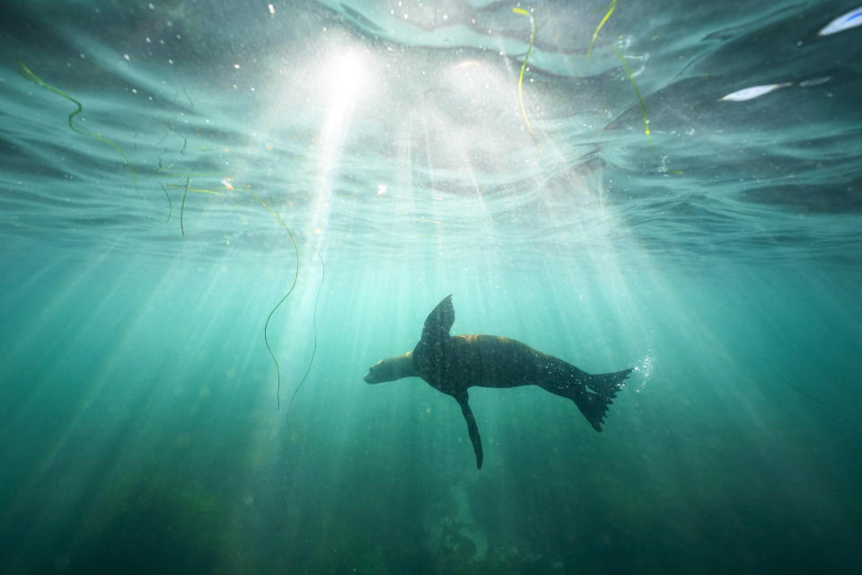 A sea lion swims over sea grass in San Diego's La Jolla Cove on Oct. 10, 2023. (AP Photo/Gregory Bull)