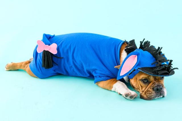 Small Dog Halloween Costumes: 13 Favorites For Our Tiny BFFs - DodoWell -  The Dodo