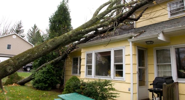 Tree which has fallen on the roof of a house. Caused by Hurricane Sandy.