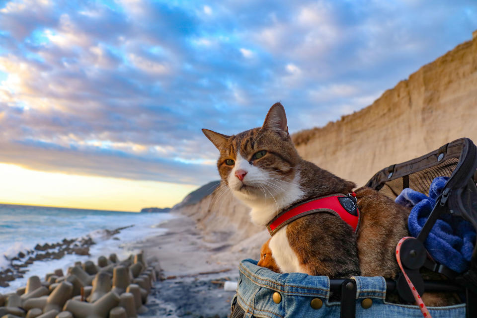 <p>Daikichi on a Japanese beach on his travels wih Daisuke Nagasawa. (Photo: Daisuke Nagasawa/Caters News) </p>