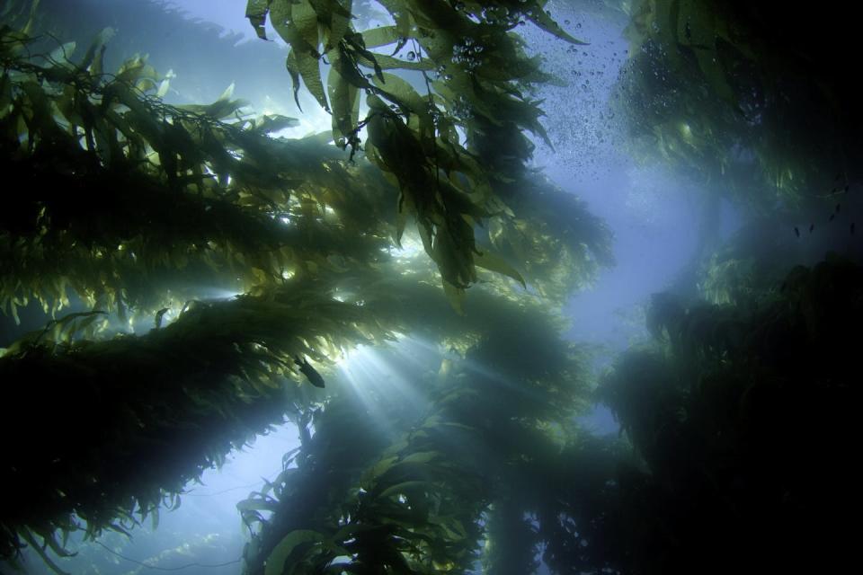 There is a seascape and a seaweed landscape on the ocean surface.