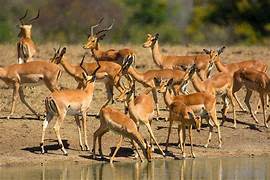 A herd of Impalas is seen in this photo.