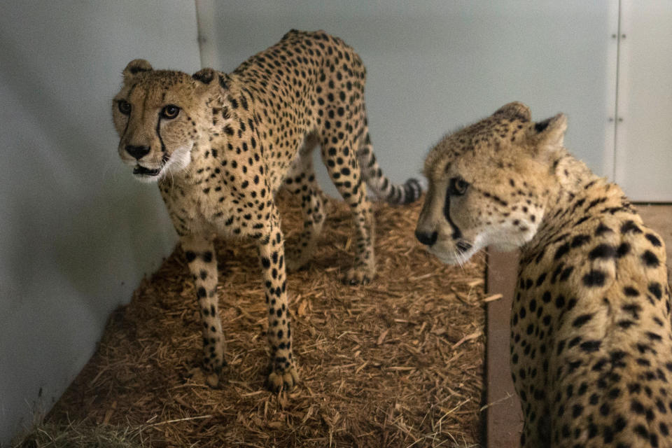 Cheetahs are moved into a shelter to ride out the storm.