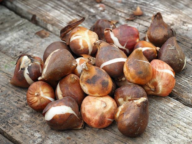 macro image of tulip corms bulbs on a wooden greenhouse table, ready to set out into the garden