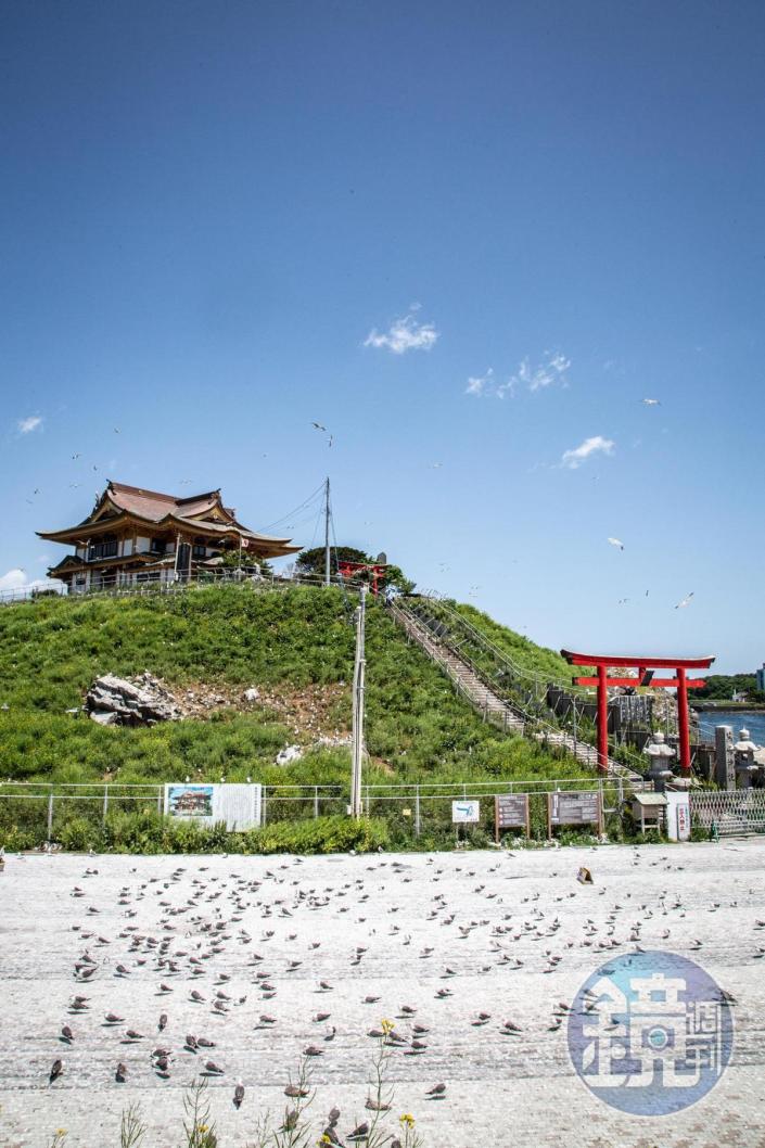  適逢產卵季，蕪嶋神社幾乎被黑尾鷗包圍。