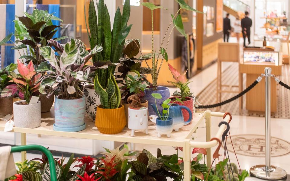 The garden centre is filled with a hand-curated collection of greenery to fill your plot "in the most utterly stylish way imaginable" - Rii Schroer