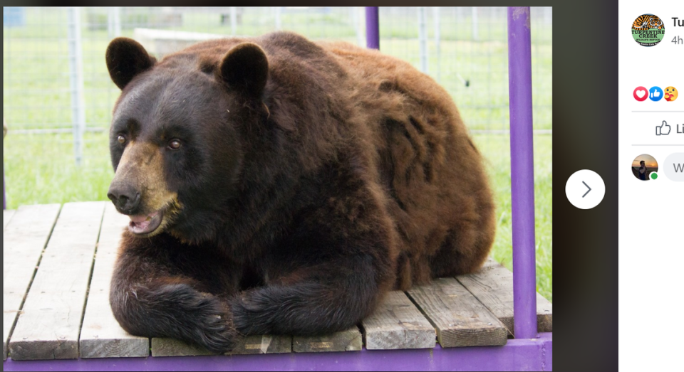 Koda the black bear was rescued by the Turpentine Creek Wildlife Refuge in 2004.