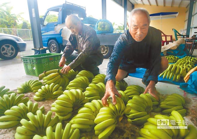 種多賠多 蕉農棄採心已死