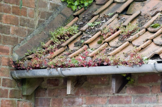 Plants growing on the roof tiles and in the guttering