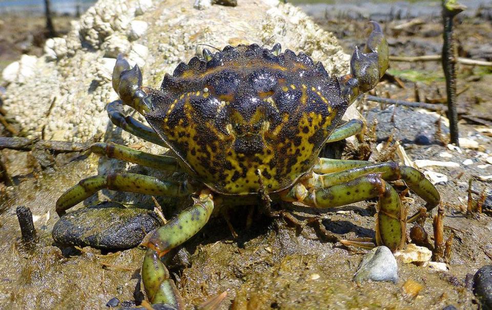 Despite its name, the European green crabs distinguishing feature is not its color, but the five spines to the outside of the eye on the shell. Lummi Indian Business Council passed a resolution Tuesday, Nov. 23, declaring a disaster after more than 70,000 invasive European green crab were removed from Lummi Sea Pond.