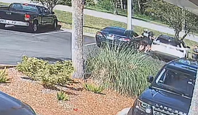 This video image shows Spencer Pearson attacking Madison Schemitz as she gets to her car in the parking lot of Mr. Chubby's Wings in Ponte Vedra Beach on June 3.