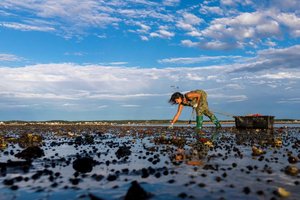 I had the pleasure of meeting and photographing Sonya Woodman while working on a project about Cape Cod's female wild oyster harvesters. "Wild Harvester" will be auctioned off at the Arts Foundation Gala.