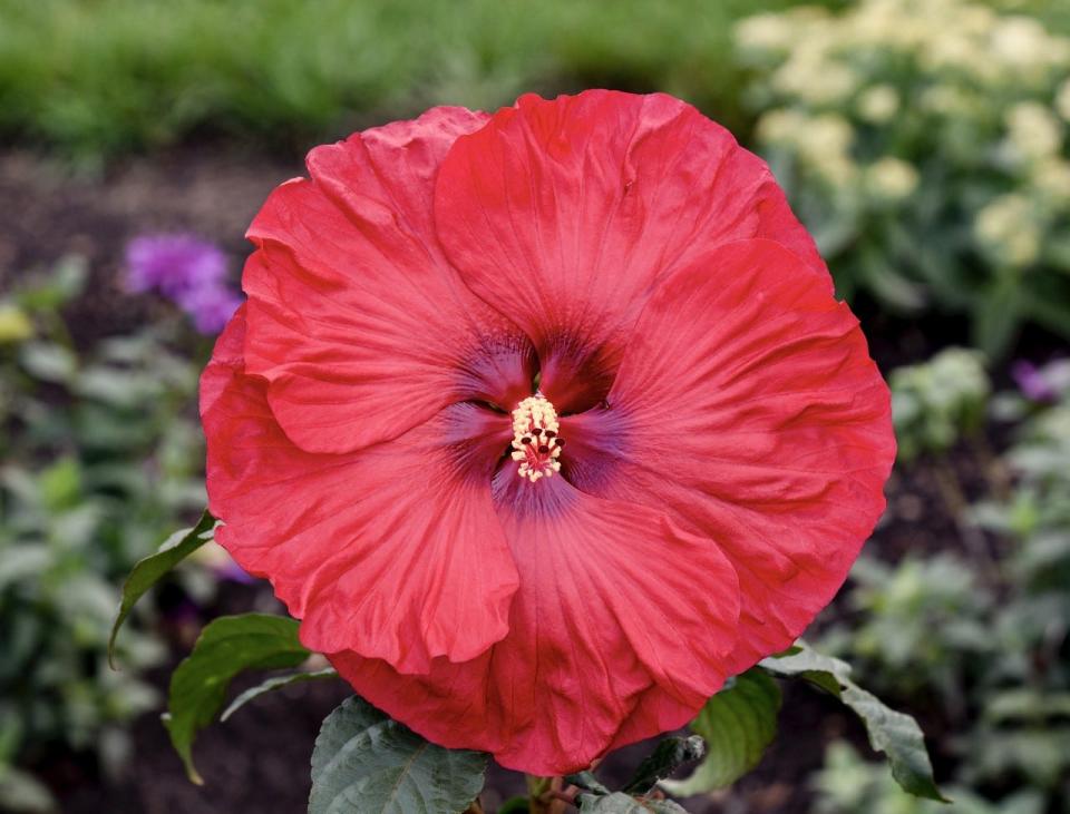 Summerific Valentine’s Crush produces 7-inch blooms that are bright cherry red a dark center and will fool your neighbors into thinking it is tropical.