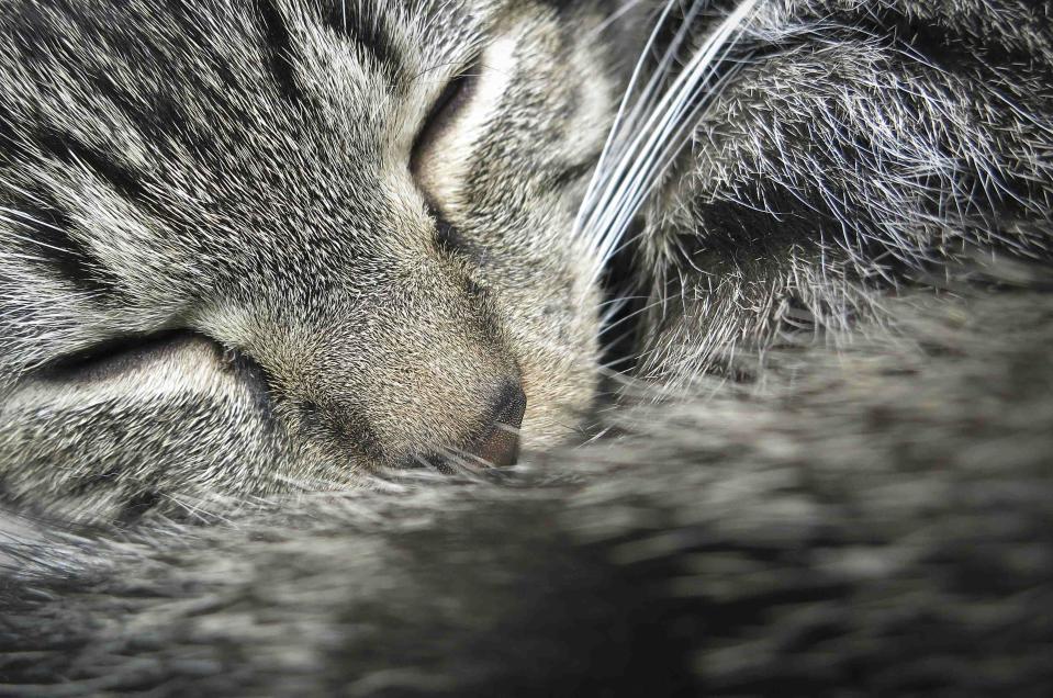 A cat sleeps on a cushion at the cat cafe in New York