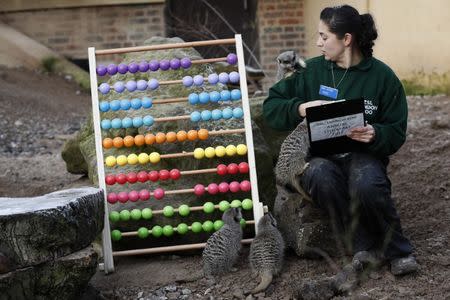 Zoo keeper Veronica Heldt poses with meerkats during the annual stocktake at London Zoo in London, Britain. REUTERS/Stefan Wermuth