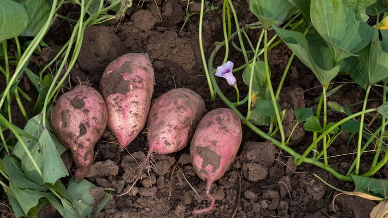 freshly dug sweet potatoes