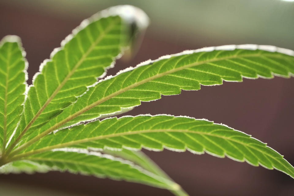 FILE - This Monday, May 20, 2019, file photo, shows a marijuana leaf on a plant at a cannabis grow. Louisiana is becoming the first Deep South state to dispense medical marijuana, four years after state lawmakers agreed to give patients access to therapeutic cannabis. (AP Photo/Richard Vogel, File)