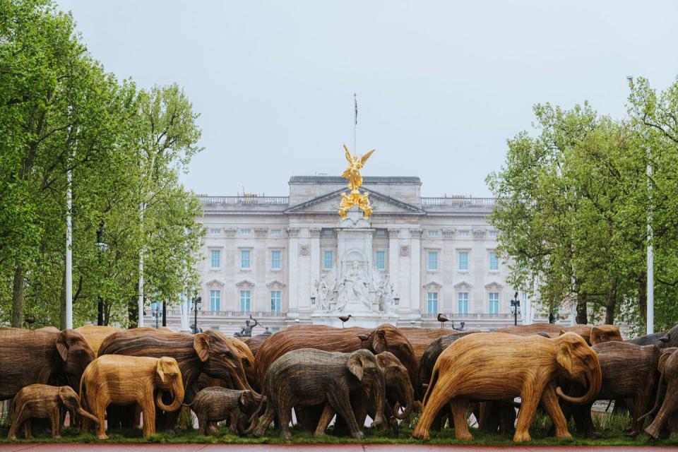 Photo credit: Elephant Family