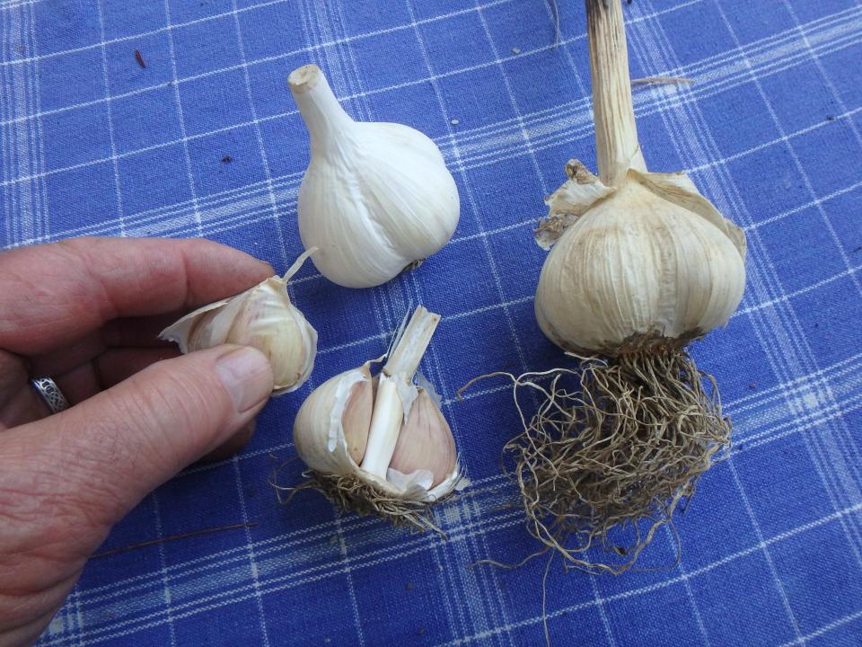 Hard-neck garlic cloves surround a stiff neck and are best for New England gardens.