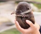 Ganz so überzeugt schaut der süße Otter irgendwie nicht drein. Er hat heute seinen ersten Arbeitstag als Otterball. Keine Sorge: Im Notfall ist er noch jung genug für eine Umschulung.