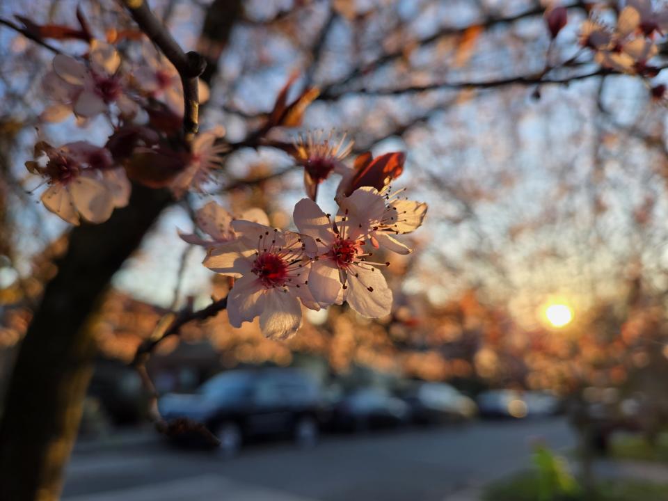 Flower blossoms at sunset